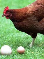 RamsWeek 50: The Egg Or The Hen?